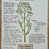 Nature Notes- Sea Aster