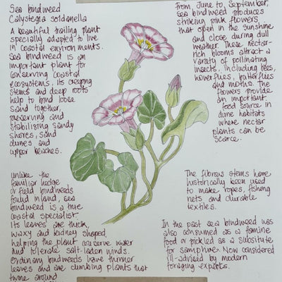 Nature Notes- Sea Bindweed