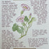Nature Notes- Sea Bindweed