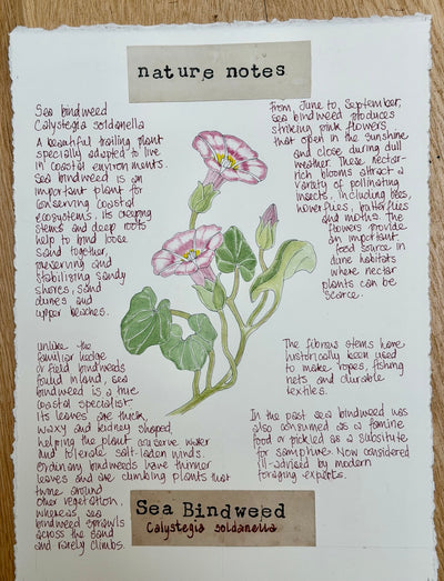 Nature Notes- Sea Bindweed