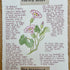 Nature Notes- Sea Bindweed