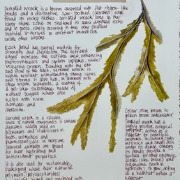 Nature Notes- Serrated Wrack