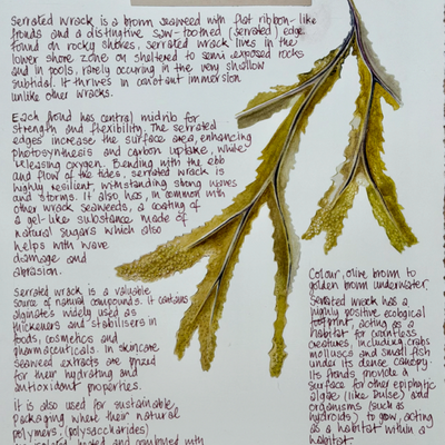 Nature Notes- Serrated Wrack