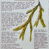 Nature Notes- Serrated Wrack