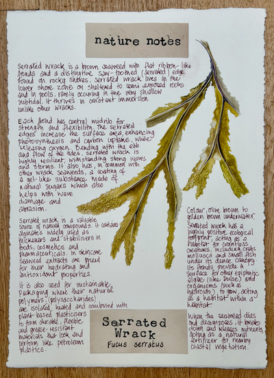 Nature Notes- Serrated Wrack