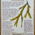 Nature Notes- Serrated Wrack