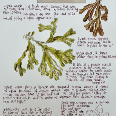 Nature Notes- Spiral Wrack