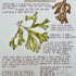 Nature Notes- Spiral Wrack