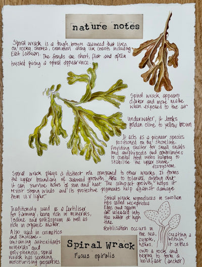 Nature Notes- Spiral Wrack