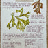 Nature Notes- Spiral Wrack