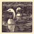 Black-throated Divers