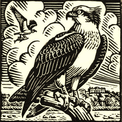 Osprey