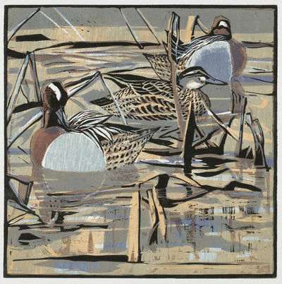 Garganey