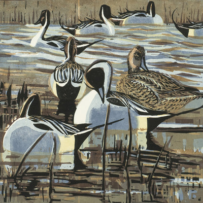 Pintails