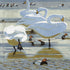 Whooper Swans and Pochards