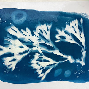 An Introduction To Cyanotype