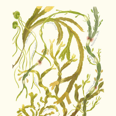 Upper Shore Seaweeds