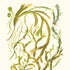 Upper Shore Seaweeds