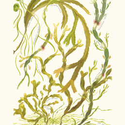 Upper Shore Seaweeds
