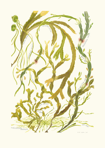 Upper Shore Seaweeds