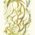 Upper Shore Seaweeds