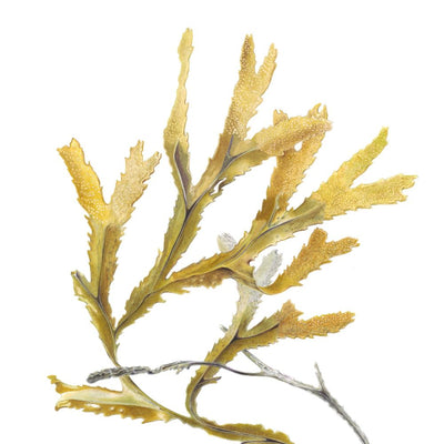 Serrated Wrack