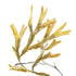 Serrated Wrack