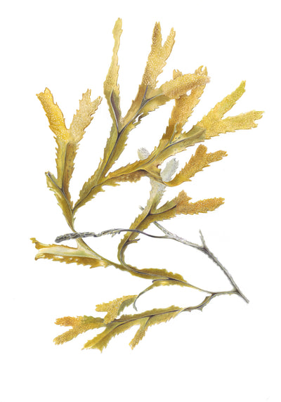Serrated Wrack