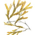 Serrated Wrack