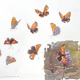 Small Copper butterfly studies