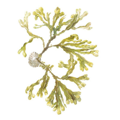 Spiral Wrack