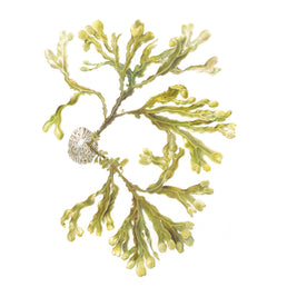 Spiral Wrack