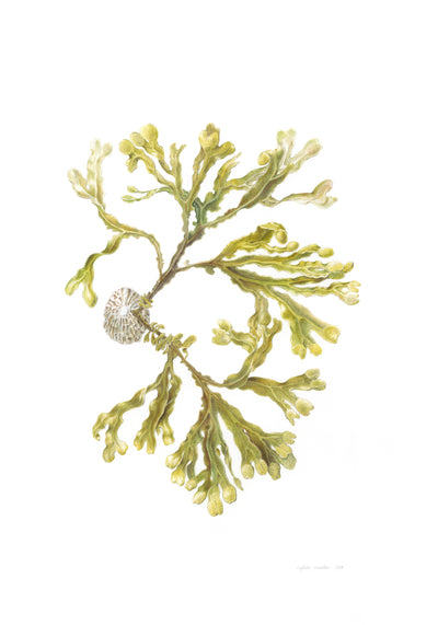 Spiral Wrack