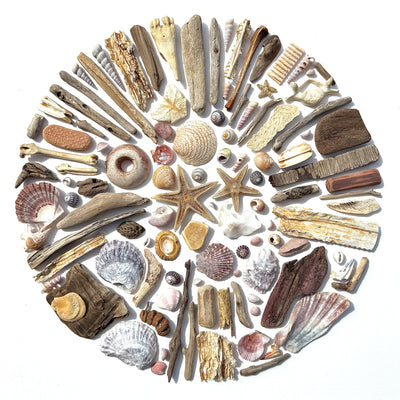 Starfish , Scallops and Sea Plastic 