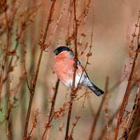 Bullfinch. For delivery please phone us