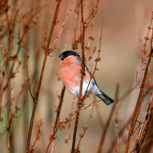 Bullfinch. For delivery please phone us