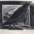 The Greater Thrush