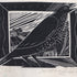 The Greater Thrush