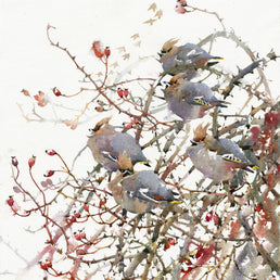Waxwing In Rain SOLD