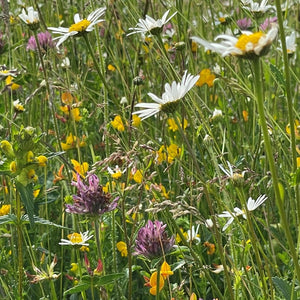 Drawing In The Garden Workshop With Helen Kennedy