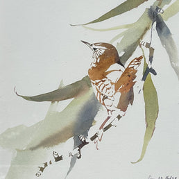 Wren and hunting Sparrowhawk