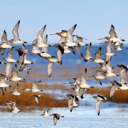 Bird ID walk: Musselburgh 16Nov25