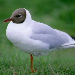 Bird ID walk: Musselburgh Gulls 18Jan26