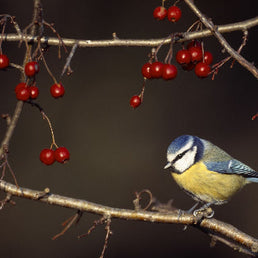 Bird ID walk: Loch Leven 14Dec25