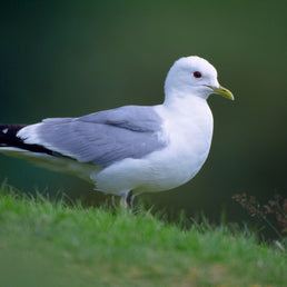 Bird ID walk: Gulls for beginners 19Mar26