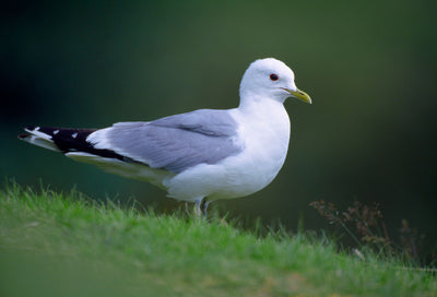 Bird ID walk: Gulls for beginners 19Mar26