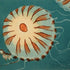 Compass Jellyfish