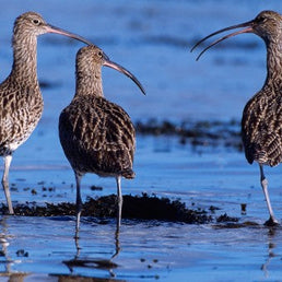 Bird ID walk: Ardmore 25Oct25