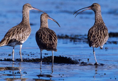 Bird ID walk: Cramond 17Mar26