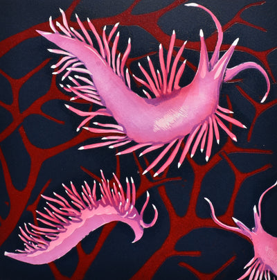 Edmundsella Pedata